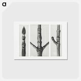 アートポストカード-End of Cornus Nuttallii Branch - カール ブロスフェルト Postcard.