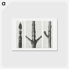 アートポストカード-End of Cornus Nuttallii Branch - カール ブロスフェルト Postcard.
