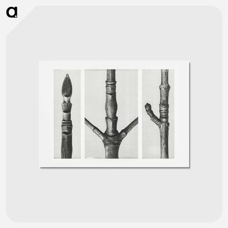 アートポストカード-End of Cornus Nuttallii Branch - カール ブロスフェルト Postcard.
