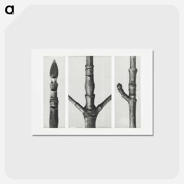 アートポストカード-End of Cornus Nuttallii Branch - カール ブロスフェルト Postcard.