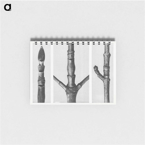 End of Cornus Nuttallii Branch - Karl Blossfeldt Memo.