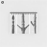 End of Cornus Nuttallii Branch - カール ブロスフェルト Memo.