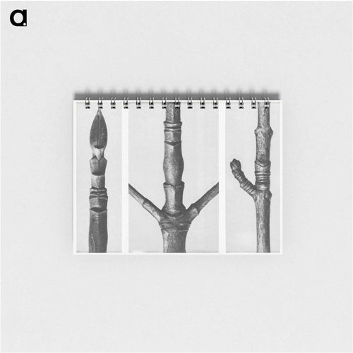 End of Cornus Nuttallii Branch - カール ブロスフェルト Memo.