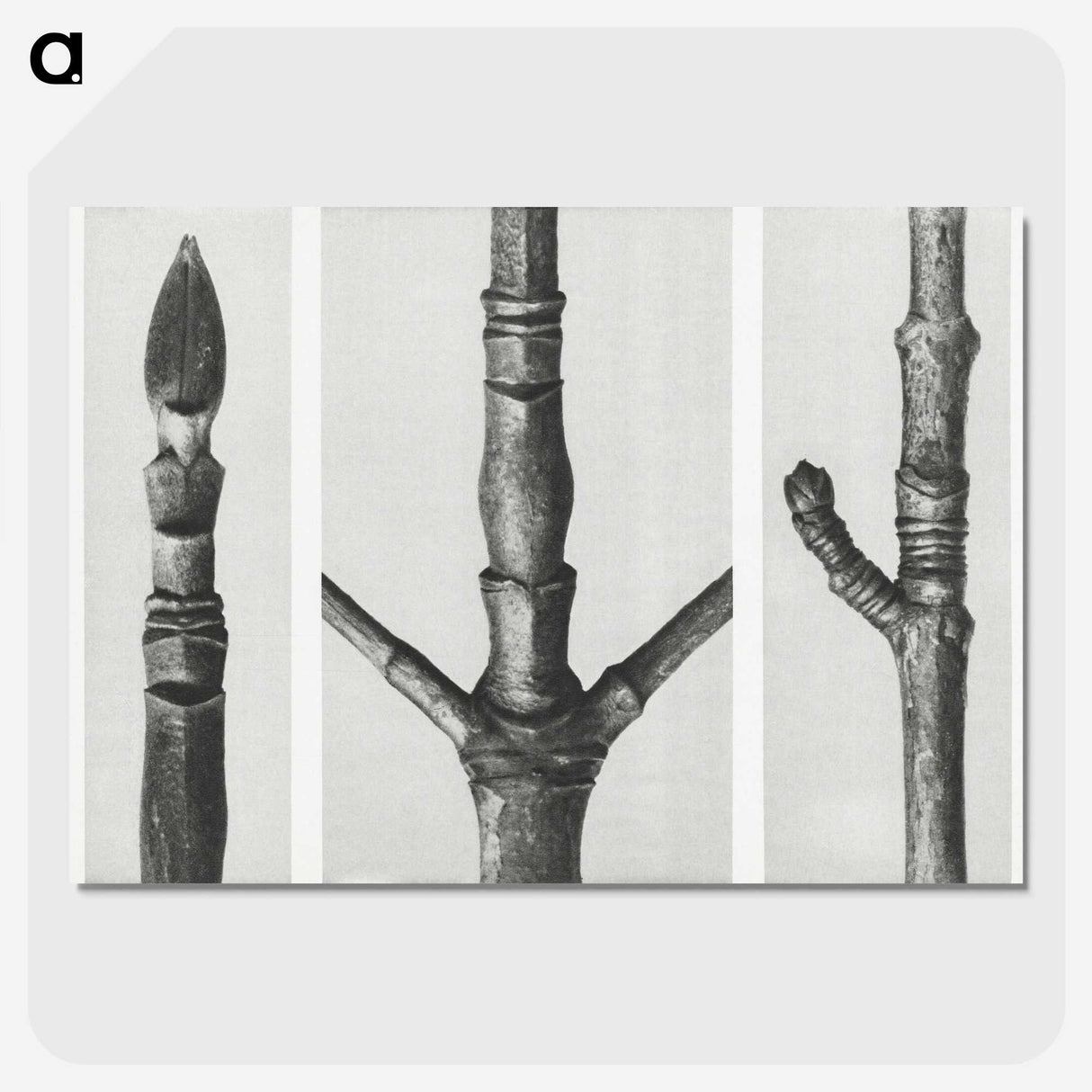 2-31_Karl-Blossfeldt_picture-crop