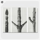 2-31_Karl-Blossfeldt_picture-crop