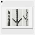 2-31_Karl-Blossfeldt_picture