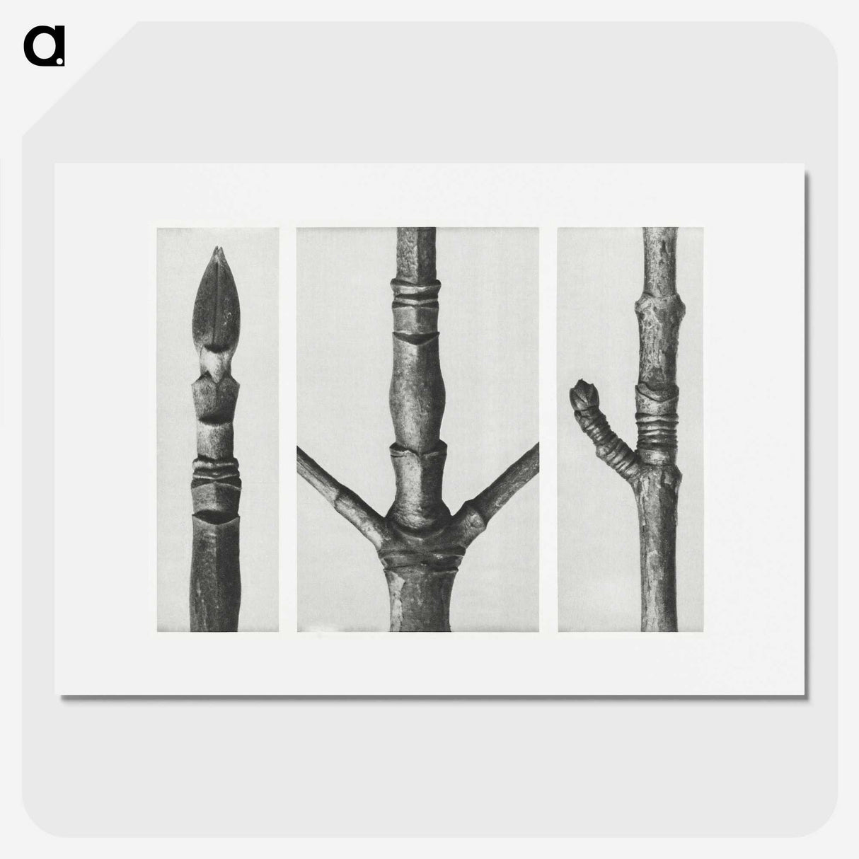 2-31_Karl-Blossfeldt_picture