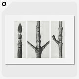 2-31_Karl-Blossfeldt_picture