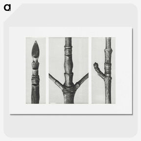 2-31_Karl-Blossfeldt_picture