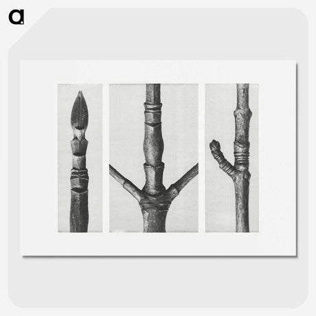 2-31_Karl-Blossfeldt_picture