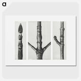 End of Cornus Nuttallii Branch - カール ブロスフェルト Poster.