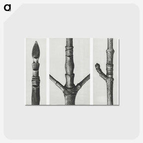 2-31_Karl-Blossfeldt_postcard