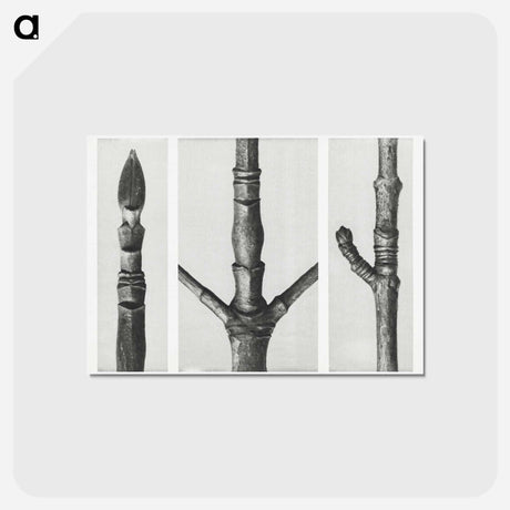 アートポストカード-End of Cornus Nuttallii Branch - カール ブロスフェルト Postcard.