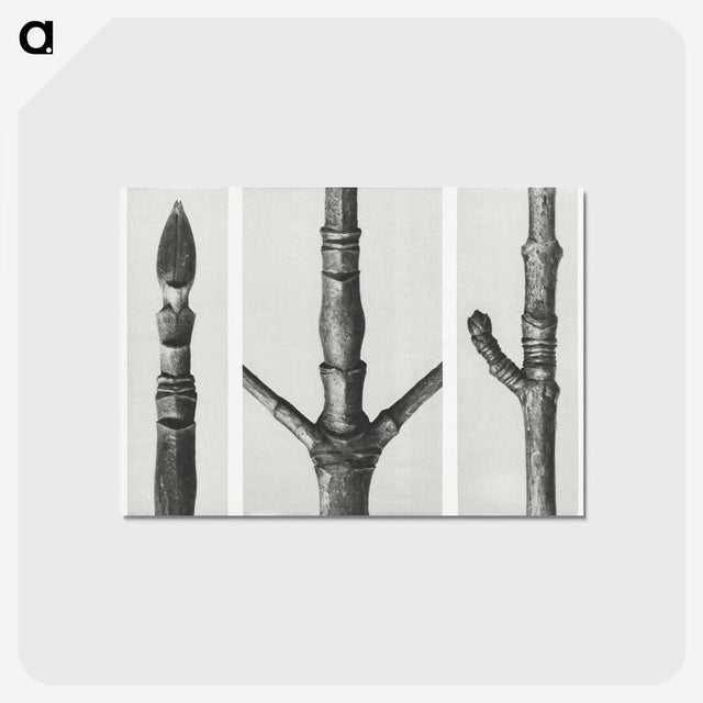 2-31_Karl-Blossfeldt_postcard