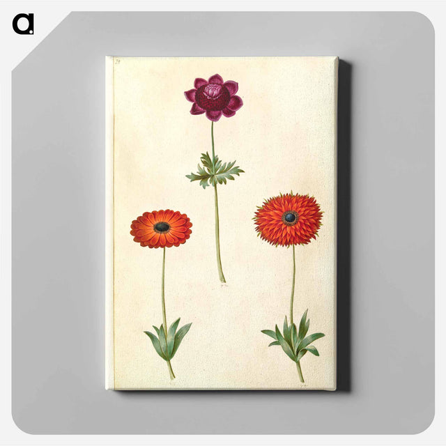 アートパネル-Anemone Coronaria and Anemone Fulgens
 - マリア ジビーラ メーリアン Canvas.