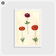 アートポストカード-Anemone Coronaria and Anemone Fulgens
 - マリア ジビーラ メーリアン Postcard.