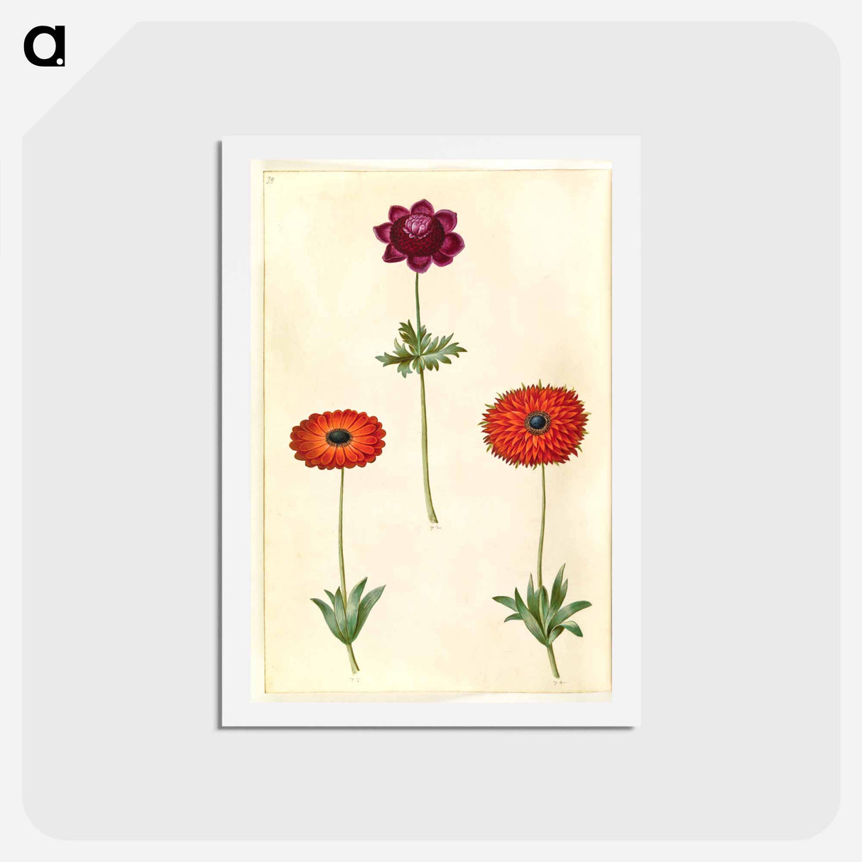 アートポストカード-Anemone Coronaria and Anemone Fulgens
 - マリア ジビーラ メーリアン Postcard.