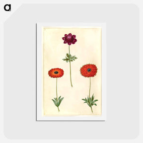 アートポストカード-Anemone Coronaria and Anemone Fulgens
 - マリア ジビーラ メーリアン Postcard.