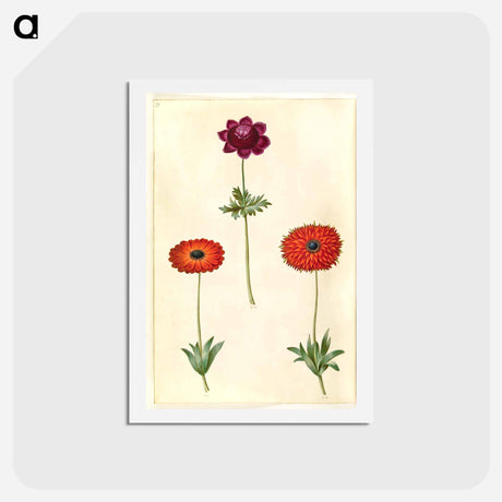 アートポストカード-Anemone Coronaria and Anemone Fulgens
 - マリア ジビーラ メーリアン Postcard.