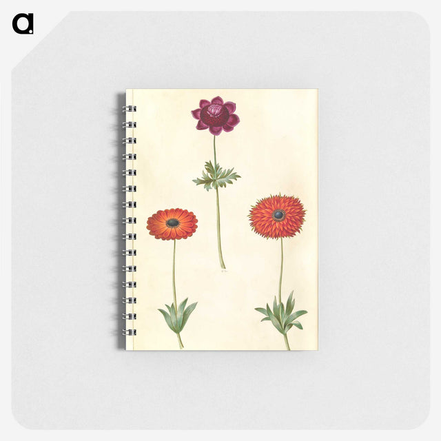 2-31_Maria-Sibylla-Merian_memo
