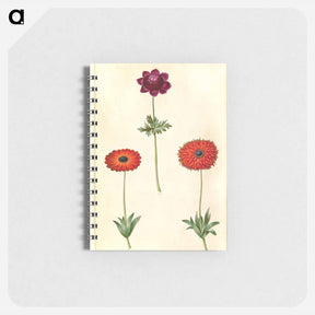アートメモ帳-Anemone Coronaria and Anemone Fulgens
 - マリア ジビーラ メーリアン Memo.