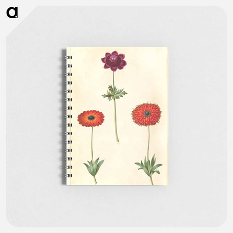 アートメモ帳-Anemone Coronaria and Anemone Fulgens
 - マリア ジビーラ メーリアン Memo.
