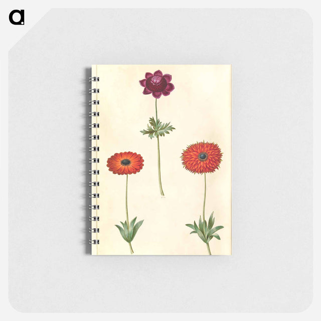 アートメモ帳-Anemone Coronaria and Anemone Fulgens
 - マリア ジビーラ メーリアン Memo.