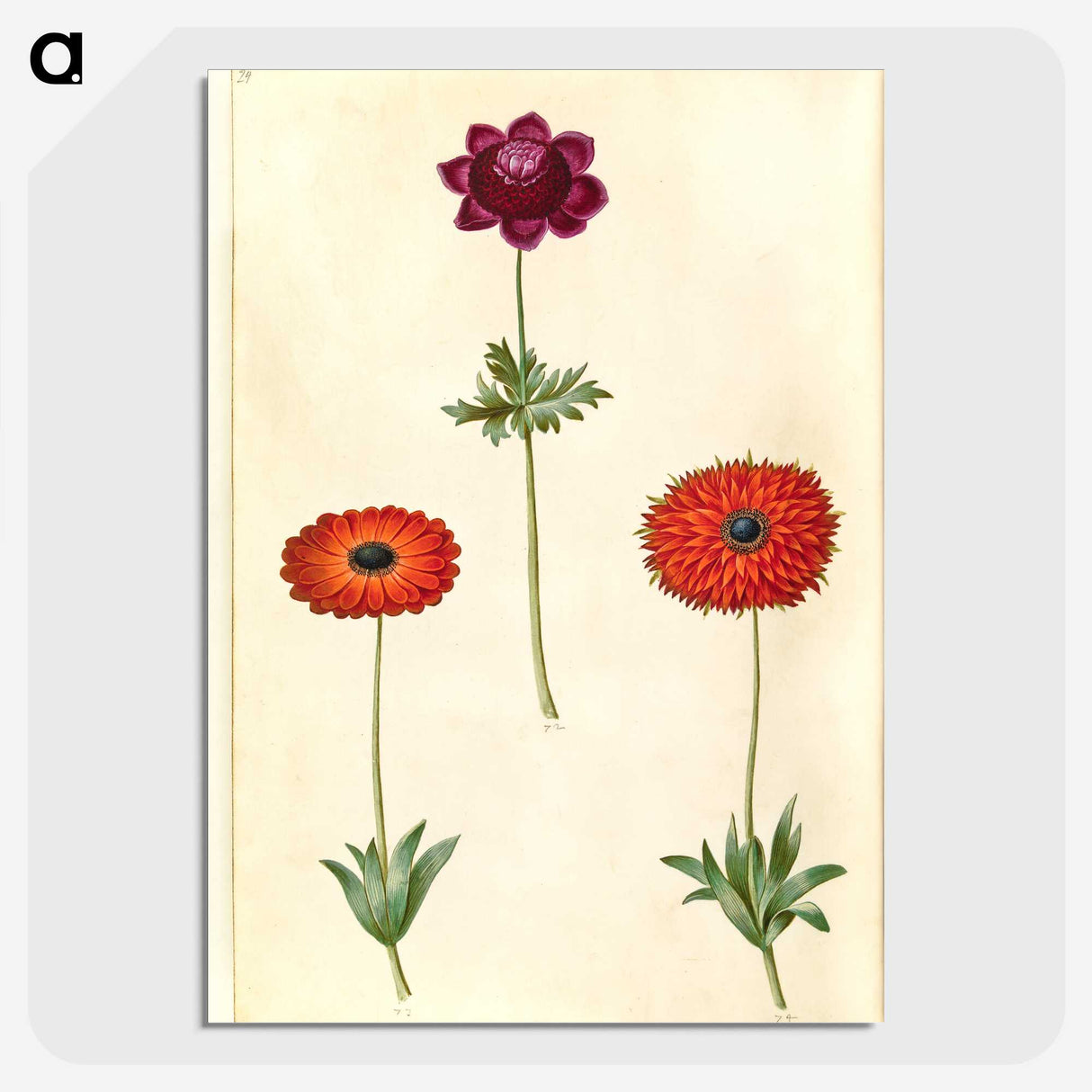2-31_Maria-Sibylla-Merian_picture-crop