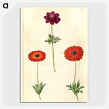 2-31_Maria-Sibylla-Merian_picture-crop