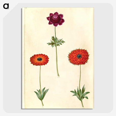2-31_Maria-Sibylla-Merian_picture-crop