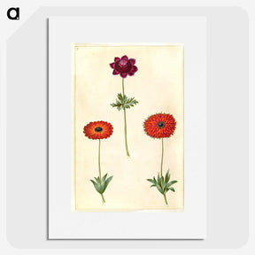 2-31_Maria-Sibylla-Merian_picture