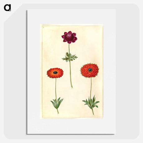 2-31_Maria-Sibylla-Merian_picture
