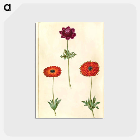 アートポストカード-Anemone Coronaria and Anemone Fulgens
 - マリア ジビーラ メーリアン Postcard.