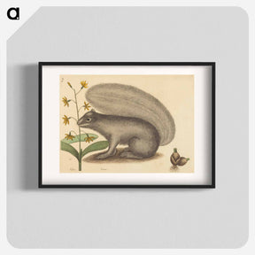 アートポスター-The Grey Fox Squirrel
 - マーク ケイツビー Poster.