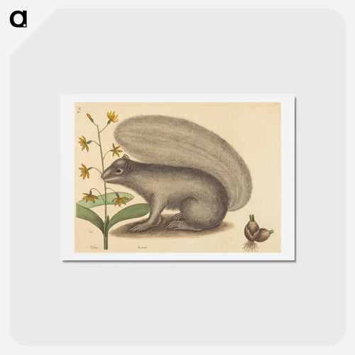 The Grey Fox Squirrel
 - Mark Catesby Postcard.