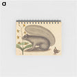 アートメモ帳-The Grey Fox Squirrel
 - マーク ケイツビー Memo.