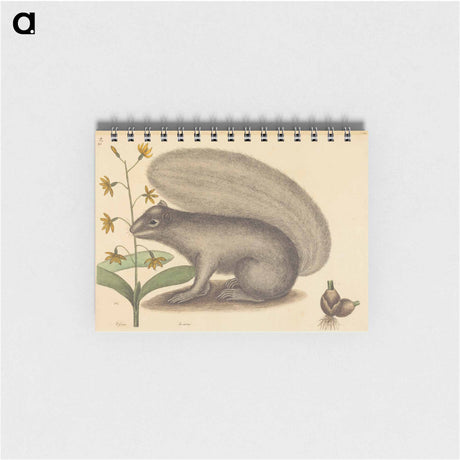 アートメモ帳-The Grey Fox Squirrel
 - マーク ケイツビー Memo.