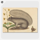 2-31_Mark-Catesby_picture-crop