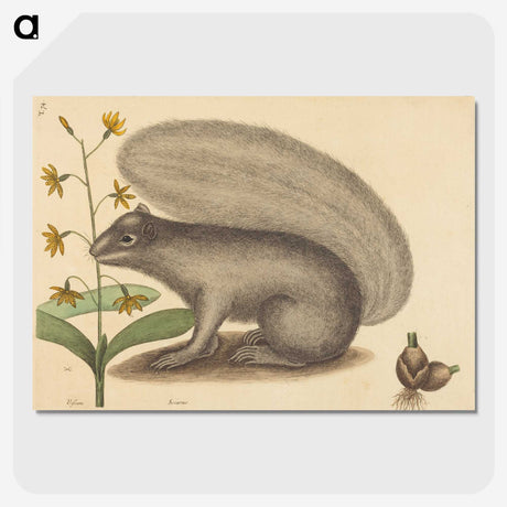 2-31_Mark-Catesby_picture-crop