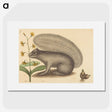2-31_Mark-Catesby_picture