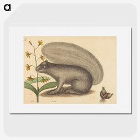 2-31_Mark-Catesby_picture
