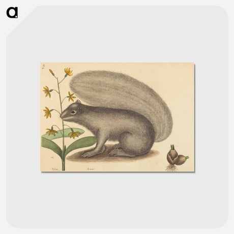 アートポストカード-The Grey Fox Squirrel
 - マーク ケイツビー Postcard.