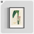 アートポスター-Curcuma Zedoaria
 - 薬用植物学 Poster.