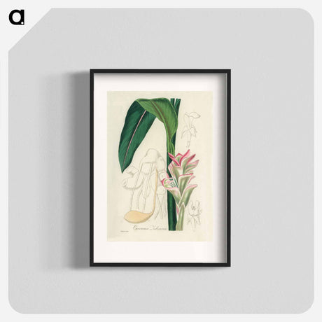 アートポスター-Curcuma Zedoaria
 - 薬用植物学 Poster.