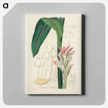 アートパネル-Curcuma Zedoaria
 - 薬用植物学 Canvas.