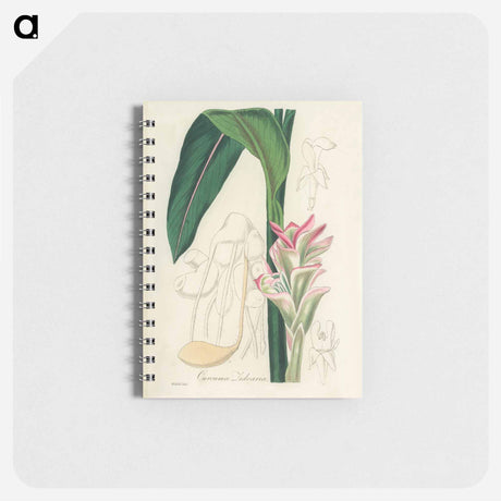 アートメモ帳-Curcuma Zedoaria
 - 薬用植物学 Memo.