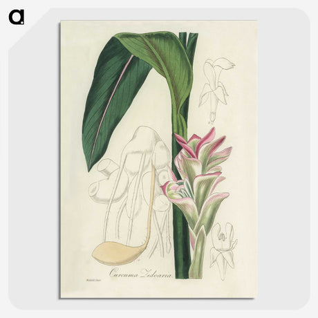 2-31_Medical-Botany_picture-crop
