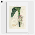 2-31_Medical-Botany_picture