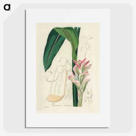アートポスター-Curcuma Zedoaria
 - 薬用植物学 Poster.