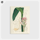 アートポストカード-Curcuma Zedoaria
 - 薬用植物学 Postcard.